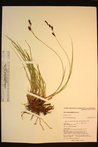 Carex spectabilis image